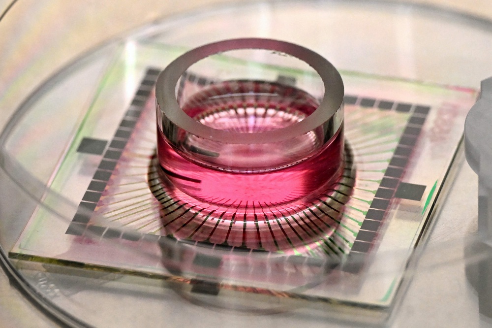 This photo taken on May 5, 2026, shows Micro Electrode Array (MEA) chips with nutrients placed on neurons at Cortical Labs’ Physical Containment Level 2 (PC2) laboratory in Melbourne. — AFP pic 