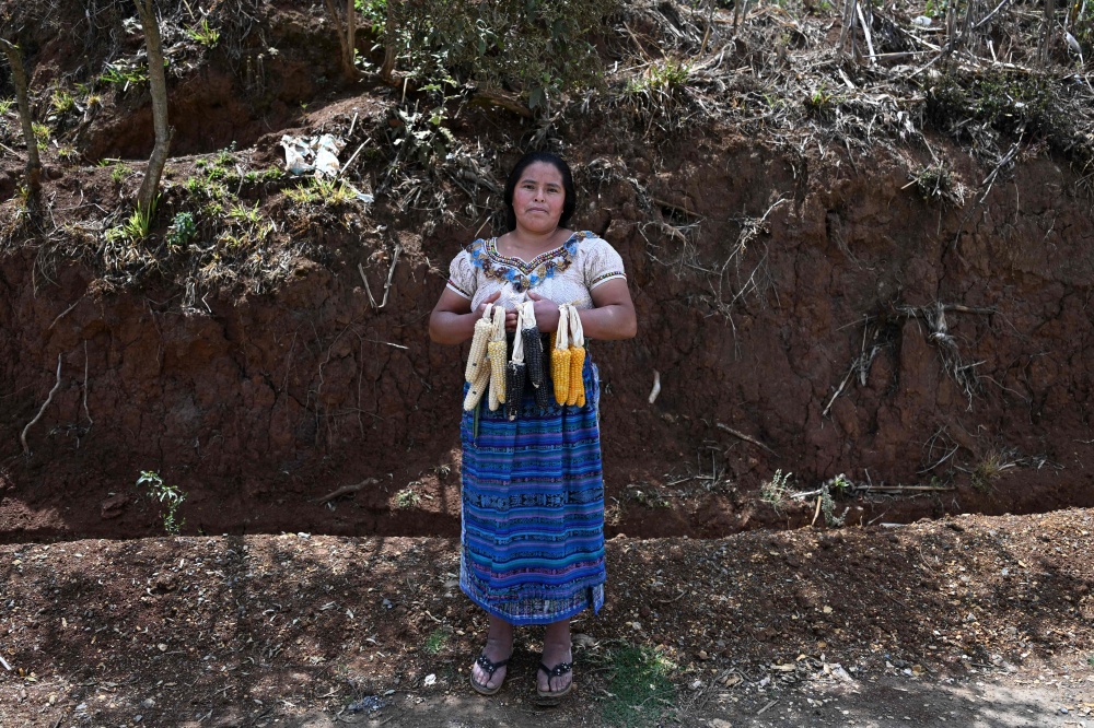 Indigenous woman Catarina Sica, 39, poses with different types of native corn she grows at her house in the Xetzac community of Cunen, Quiche department, Guatemala, on May 27, 2026. — AFP pic