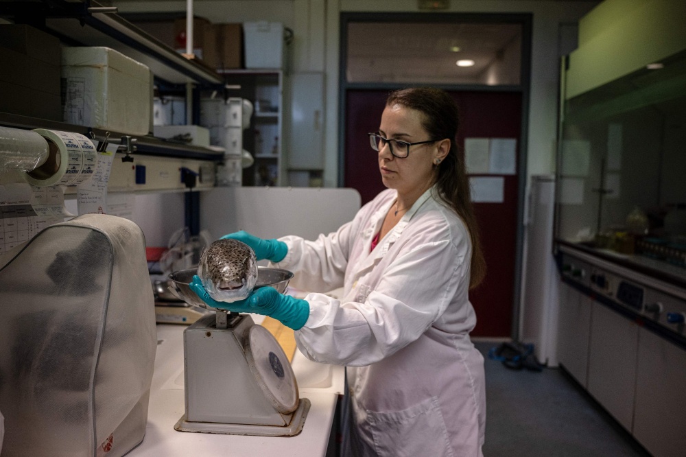 Marine biologist Thekla Anastasiou weighs a silver-cheeked pufferfish (Lagocephalus sceleratus) before collecting a specific sample for analysis at the Hellenic Centre for Marine Research in Heraklion, on the island of Crete, on June 4, 2026. — AFP pic