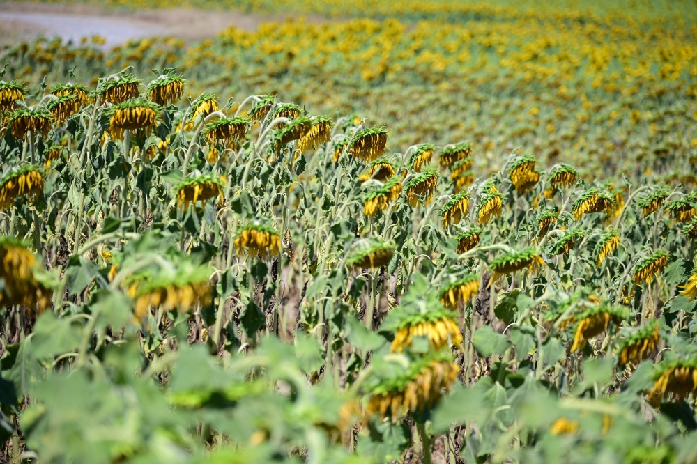 Dry sunflowers are seen in a field along the river Po at Ponte della Becca, near Pavia, Northern Italy on July 3, 2026. — AFP pic
