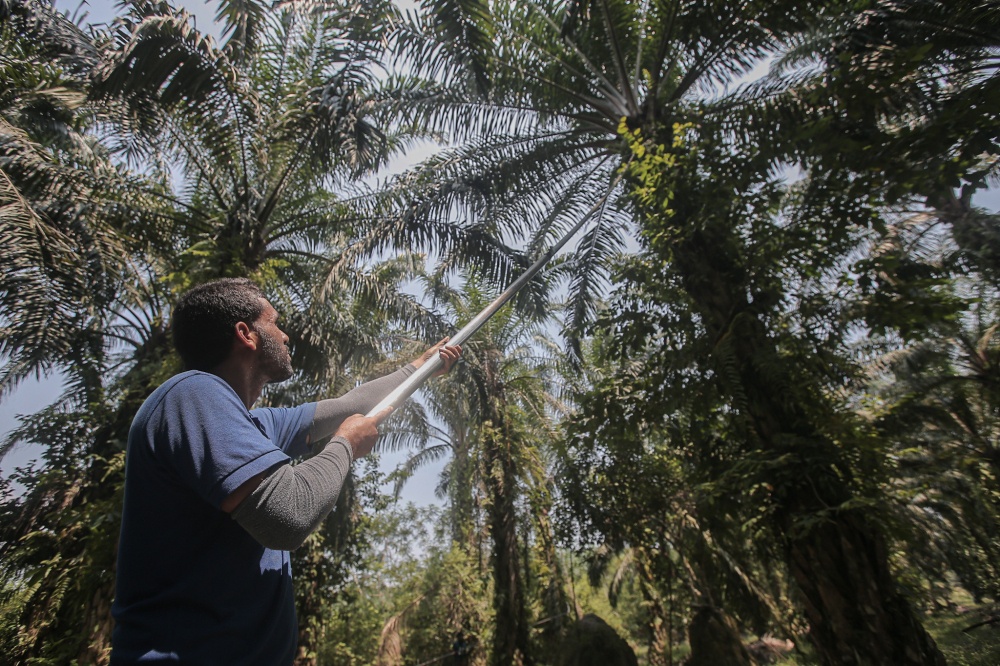 The objection to migrants is not an economic necessity; it is a moral failure. We have mastered the botany of acceptance — we can see that a transplanted palm thrives, that a rubber tree weeps for its adopted home. We simply refuse to apply that same botany to the human being. — Picture by Farhan Najib