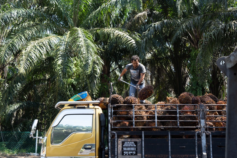 An oil palm harvester loads fruit bunches onto a truck at a plantation. The author argues that Malaysia’s palm oil industry still relies heavily on subjective human judgement to determine fruit ripeness, risking avoidable losses — Picture by Ahmad Zamzahuri