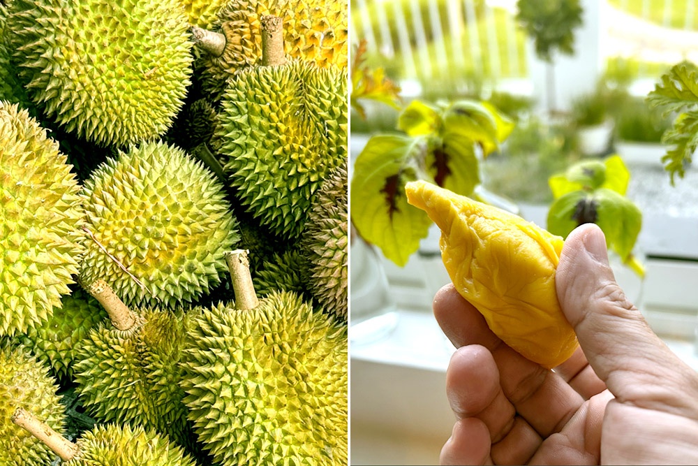 From a durian farm in Tangkak direct to the comfort of home. — Pictures by CK Lim