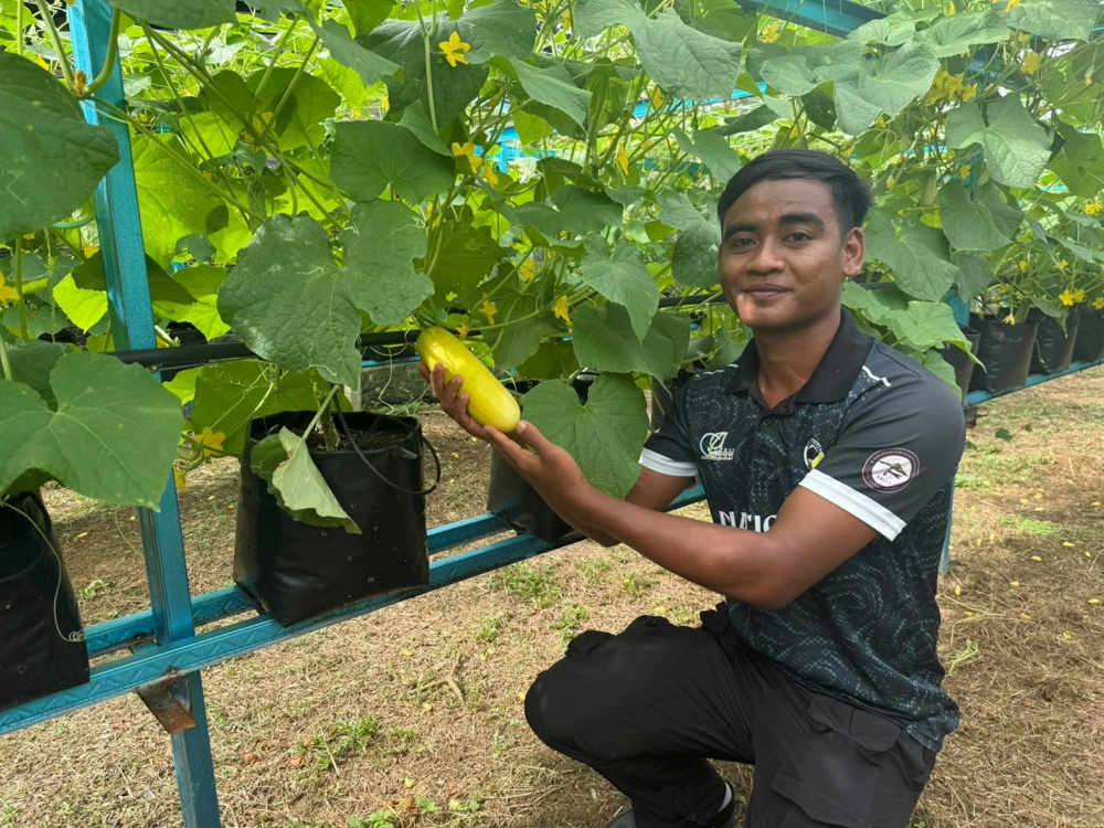 Muhammad Aiman Uyob, 27, displays old cucumbers cultivated with his father at Kampung Gusai in Ulu Tembeling. — Bernama pic