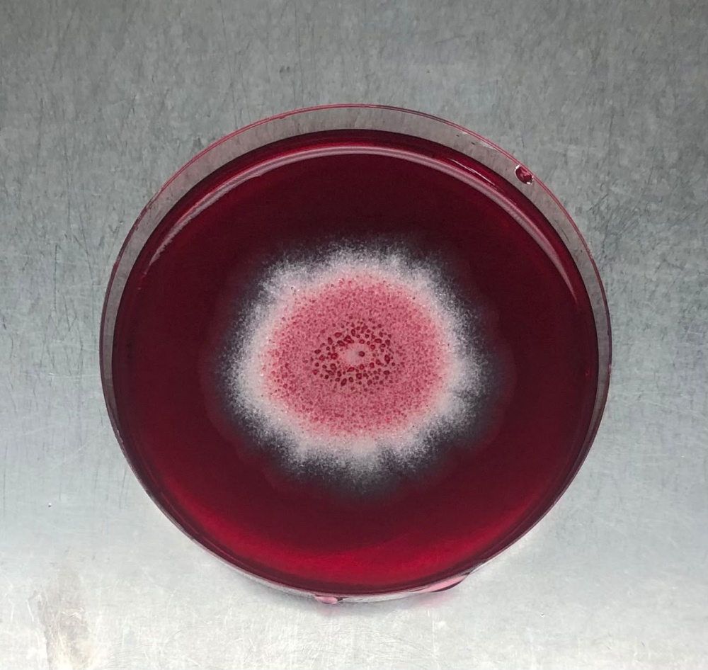 Example of a fungi isolated from Antarctic ecosystems under study.