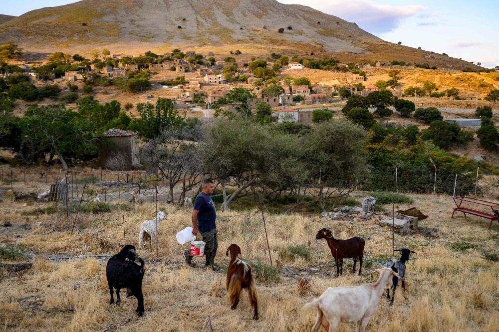 Local resident Yorgi Baki feeds his animals in Derekoy, a village largely abandoned by Greeks after 1960s clashes, during the Feast of the Dormition on Gokceada Island, Turkey, August 16, 2026. — AFP pic