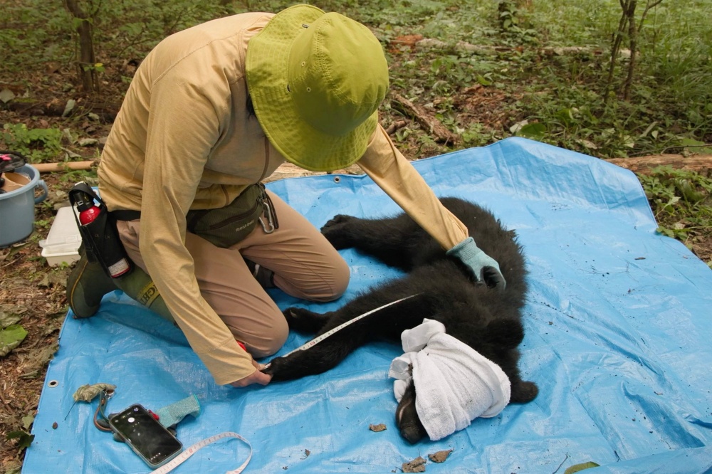 This frame grab from an AFP TV video shows a small female black bear tranquillized on the ground as wild bear experts Akiko Takii (R) and Shinshu University professor Shigeyuki Izumiyama (unseen) collect blood and fur samples for academic research in Ina, Nagano Prefecture, on July 14, 2026, before the researchers weigh and measure the bear, believed to be about 18 months old, before releasing it back into the wild. The process of trapping, tagging and releasing the animals is part of a pioneering management plan launched in 1995, as authorities realised the bear population was shrinking in the mountainous region in the centre of Japan's Honshu island. And it is becoming part of a model of coexistence in the region that some experts believe is an alternative to the dominant practice of culling the animals in an effort to prevent attacks. — AFP pic