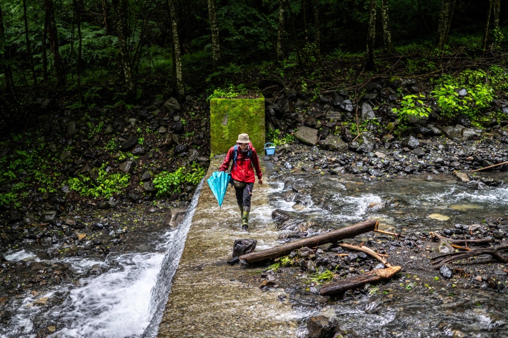Wild bear expert Akiko Takii crosses a waterway in a forest where a bear trap has been set in Ina, Nagano Prefecture on July 6, 2026. The process of trapping, tagging and releasing the animals is part of a pioneering management plan launched in 1995, as authorities realised the bear population was shrinking in the mountainous region in the centre of Japan's Honshu island. And it is becoming part of a model of coexistence in the region that some experts believe is an alternative to the dominant practice of culling the animals in an effort to prevent attacks. — AFP pic