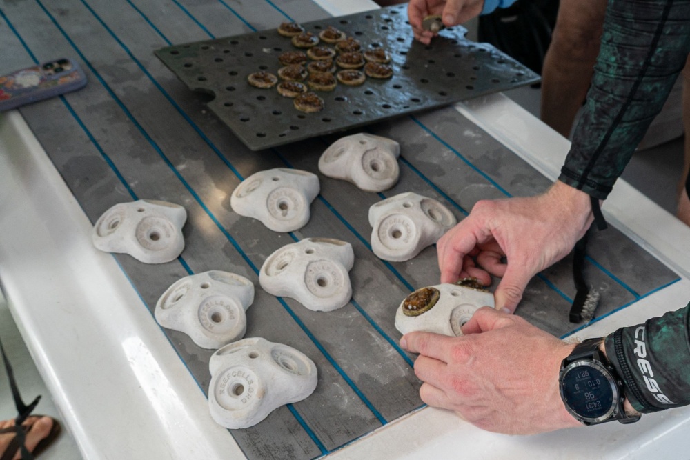 A diver places a coral fragment onto a base plug aboard a boat, one of dozens prepared for outplanting as part of the University of Miami’s reef restoration programme, off the coast of Florida on August 28, 2026. — AFP pic