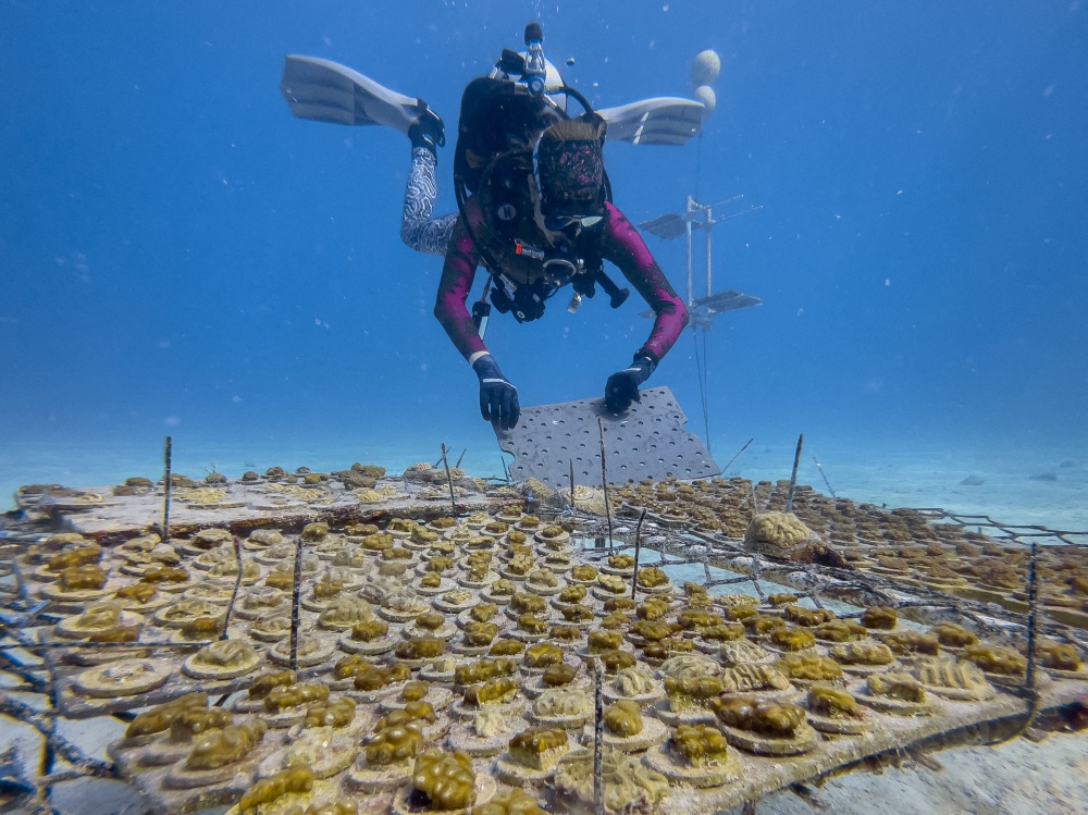 A research diver checks a nursery table holding coral colonies being tested for resilience to warming waters before being planted on the reef, off the coast of Florida on August 28, 2026. — AFP pic