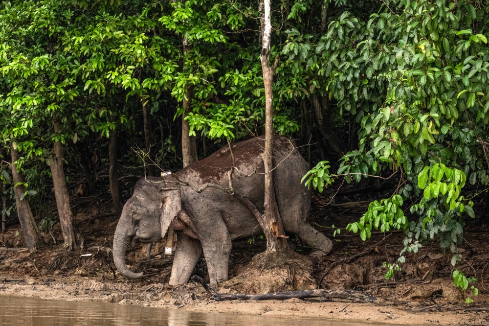 This photo taken on August 25, 2026, shows a wild female Bornean elephant with a GPS collar around her neck crossing the Kinabatangan River in Sukau. — AFP pic 
