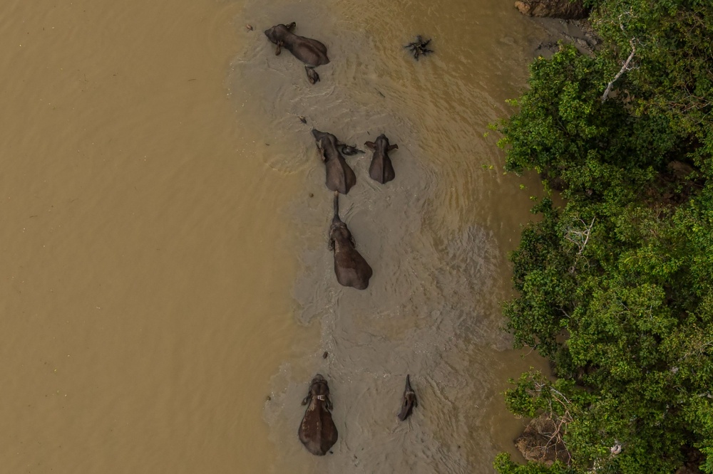 A herd of wild Bornean elephants crossing the Kinabatangan River in Sukau. — AFP pic