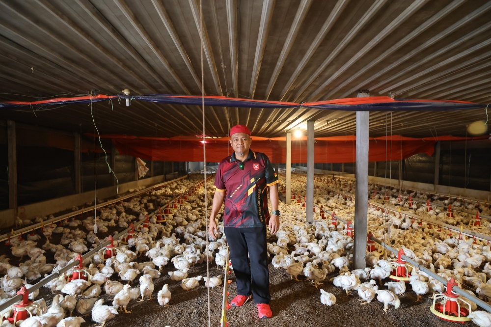 Muzamri inside his closed-house chicken farm in Jalan Kebun, Shah Alam. — Picture by Yusof Isa