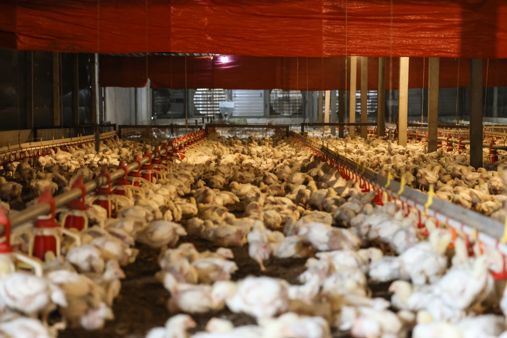 Large exhaust fans inside Mohd Muzamri Shoib’s closed-house chicken farm. — Picture by Yusof Isa