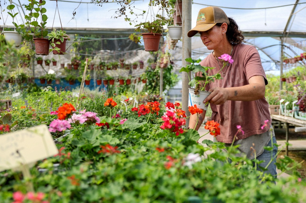 Plant nursery owner Sigal Malachi works at her nursery in Liman, in northern Israel, which is facing the first election since the October 2023 war with Palestine and where right-wing support for Prime Minister Benjamin Netanyahu is no longer certain. — AFP pic