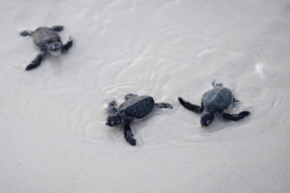 The palm-size green turtle hatchling flailing its flippers through the sand towards the sea on Mataking Island. — AFP pic