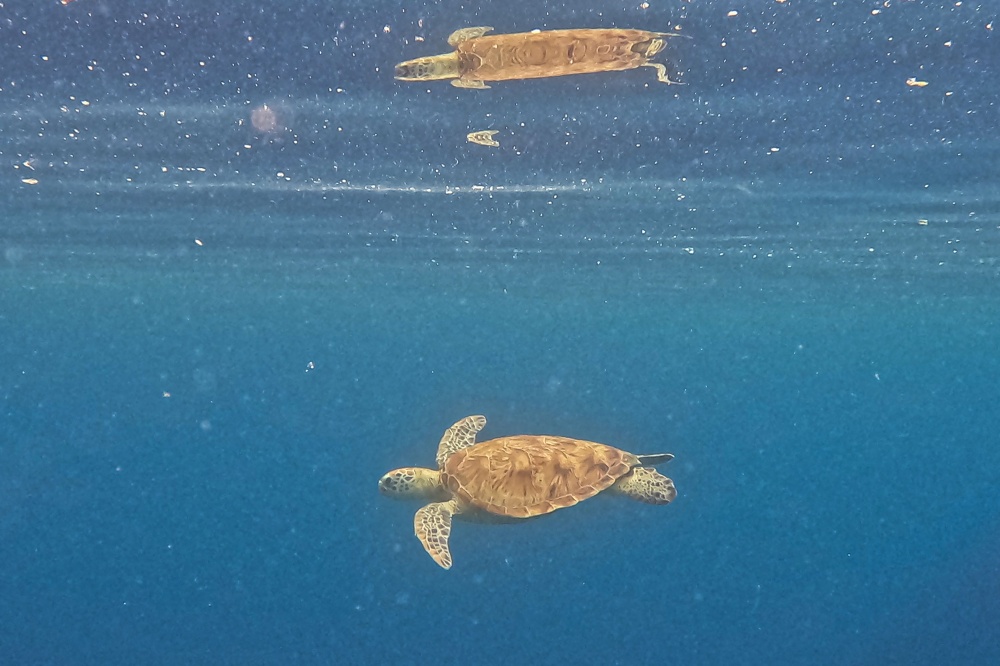 An adult green sea turtle gliding through the deep blue waters off the coast of Mataking Island. — AFP pic