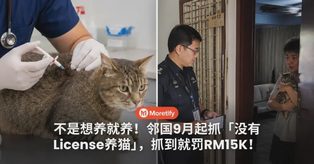 Image from: 不是想养几只就养几只！邻国每间家只能养「2只」猫！被抓到就罚RM15K！