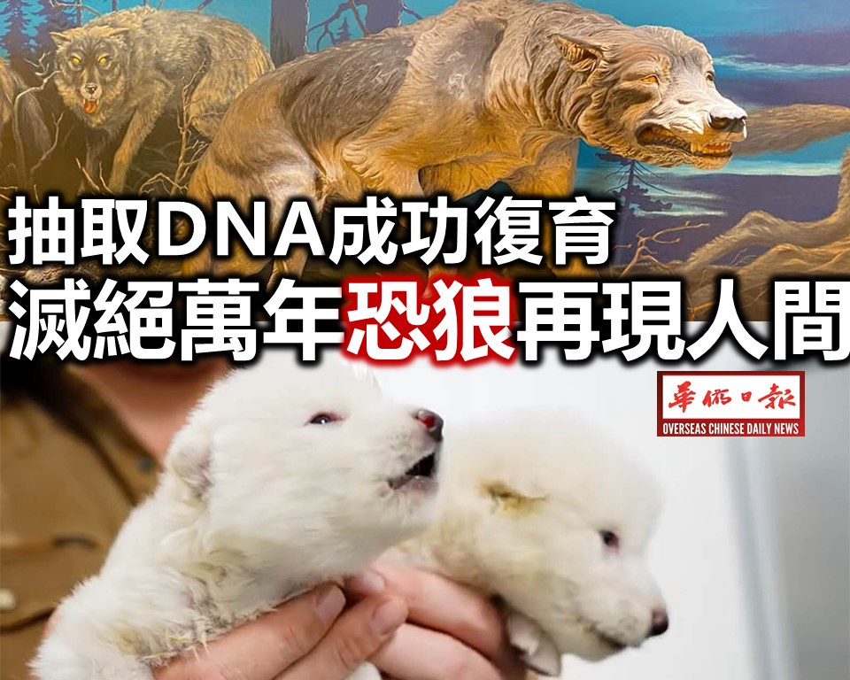 抽取DNA成功復育 滅絕萬年恐狼再現人間
