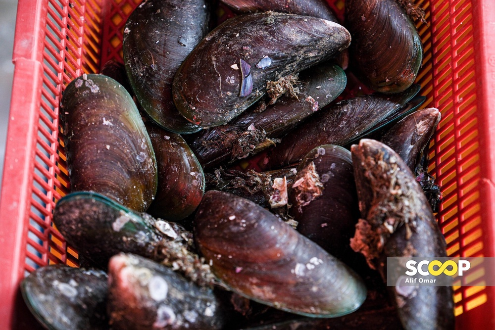 Port Dickson food poisoning eat mussels, clams with caution, say experts
