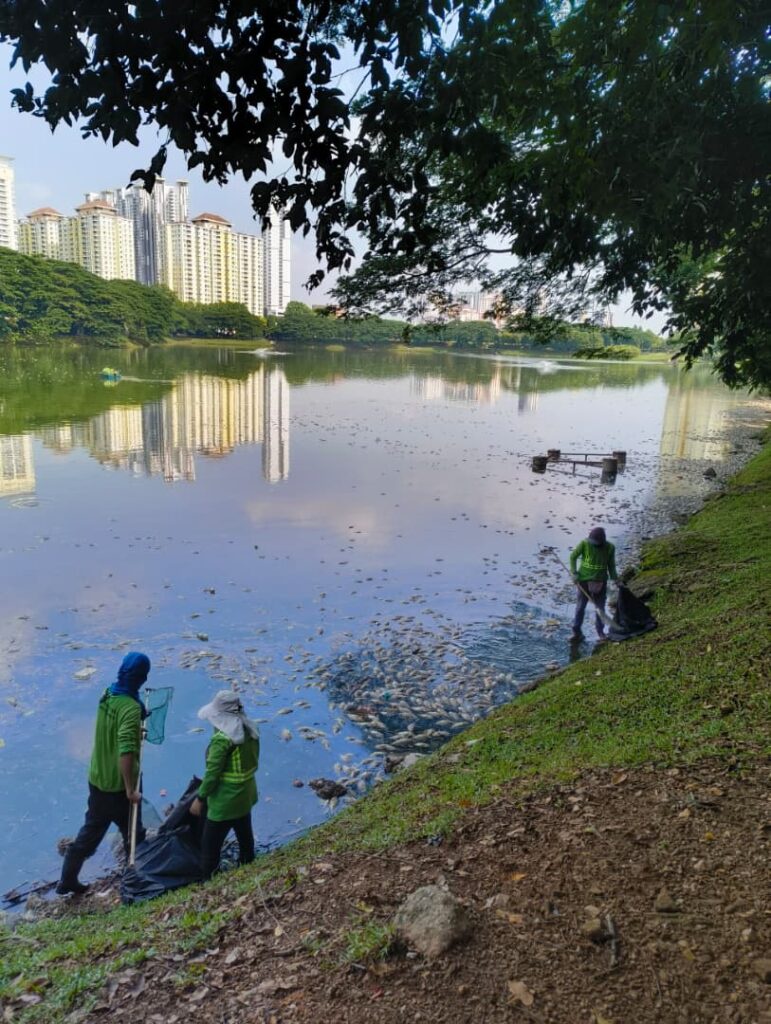 Image from: Was rainfall just a trigger? Experts raise deeper concerns over Danau Kota fish deaths