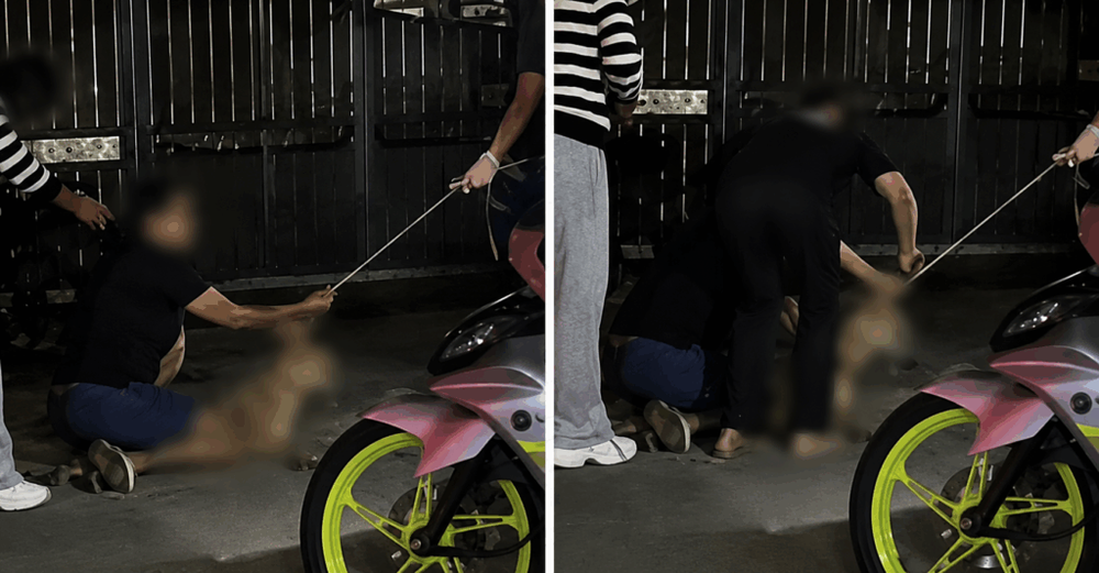 Image from: ‘They dragged him out and killed him’: Rocky’s owner alleges trespass, brutal attack before dog’s death