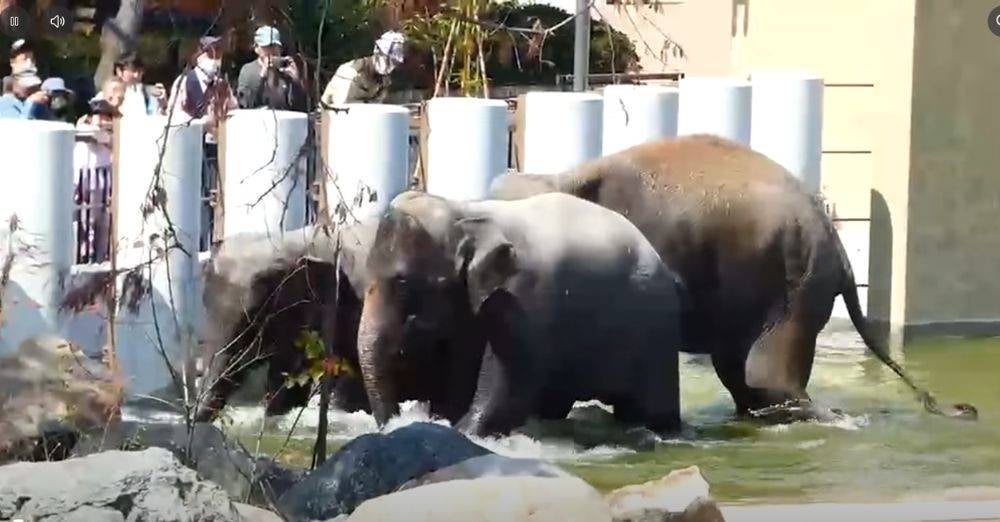 Image from: Gading retak & nampak kurus? Warganet bimbang kebajikan Dara, Amoi dan Kelat di Zoo Tennoji, MPT tampil beri penjelasan