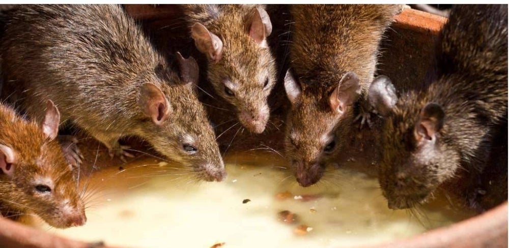 Image from: Jangan main sapu je habuk stor lama, takut terkena hantavirus yang boleh ragut nyawa. Ketahui bezanya dengan kencing tikus