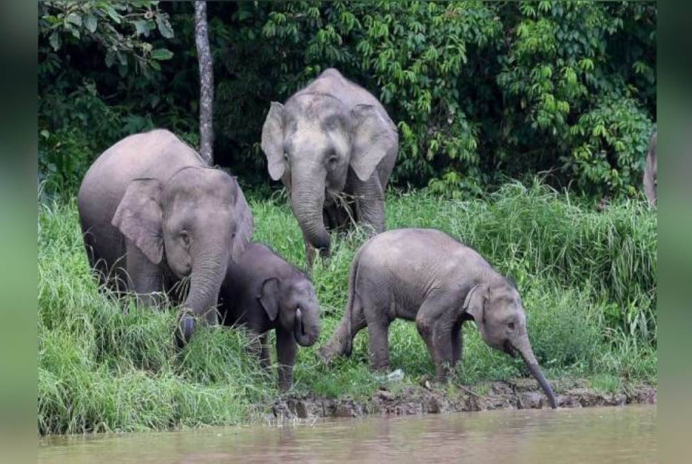 Gajah Borneo diklasifikasi sebagai terancam dalam senarai merah IUCN