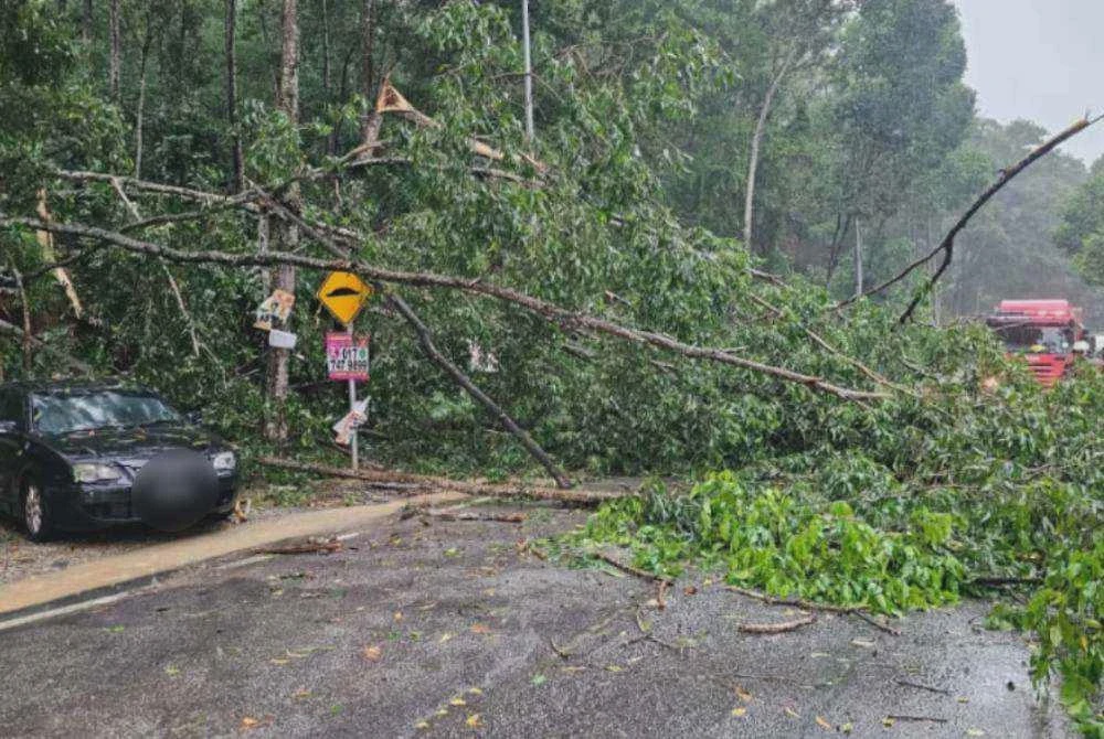 Image from: Pokok tumbang: Empat kenderaan rosak, dua laluan terhalang
