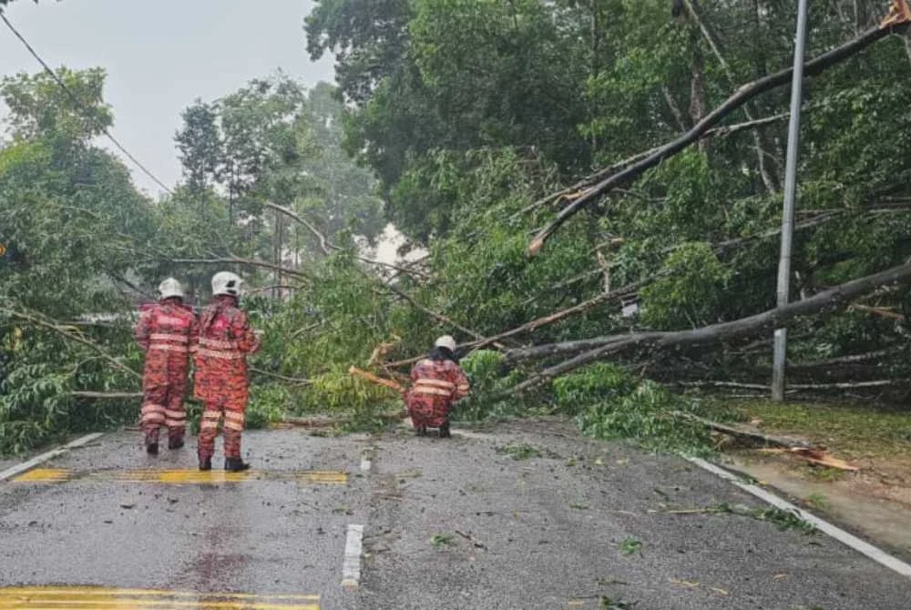Image from: Pokok tumbang: Empat kenderaan rosak, dua laluan terhalang