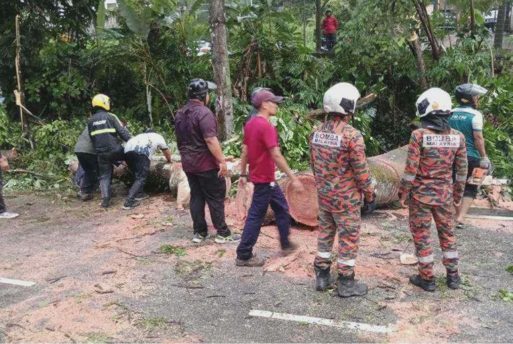 Image from: Lelaki nyaris maut, Hilux dihempap pokok tumbang
