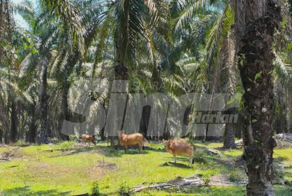 Image from: Lebih 100 penternak berdepan kes pencuri lembu