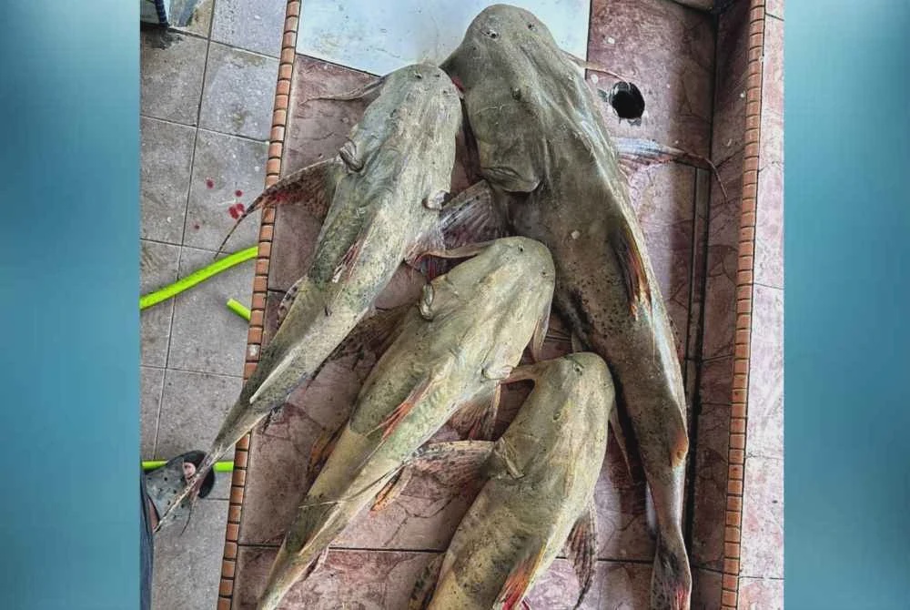 Image from: Macam dapat ‘jackpot’, empat ikan kenerak berjaya dinaikkan