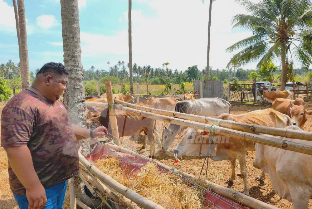 Image from: Kemarau, diesel: Harga lembu korban naik 10 peratus di Kelantan