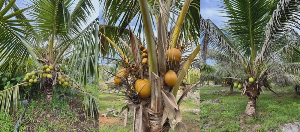 Image from: Baja Organik IWK: Alternatif lestari bagi pekebun kecil depani krisis bekalan baja