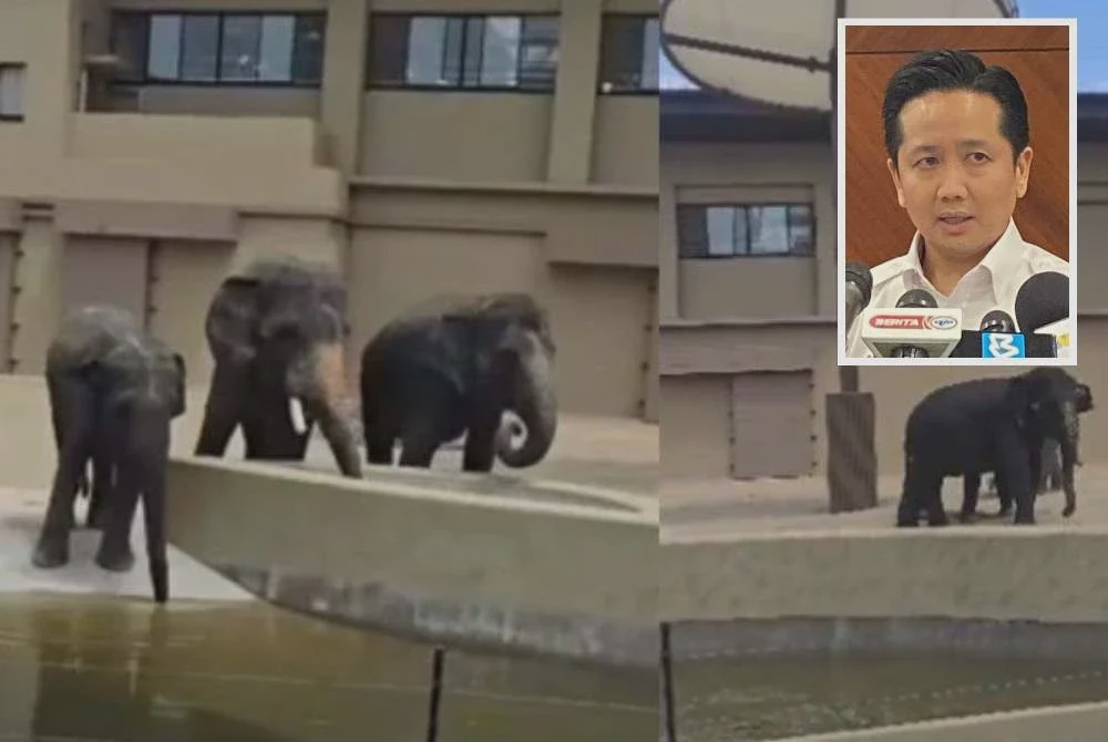 Image from: [VIDEO] Wajar kembalikan Dara, Amoi, Kelat: NRES