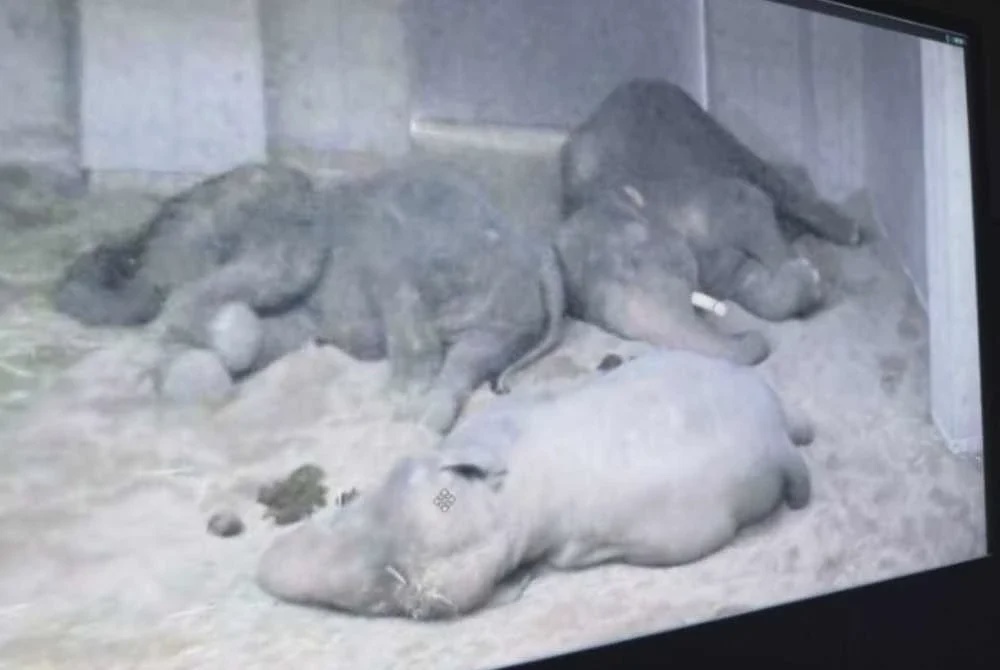Image from: Zoo Tennoji kongsi foto Dara, Kelat dan Amoi, dakwa dalam keadaan baik