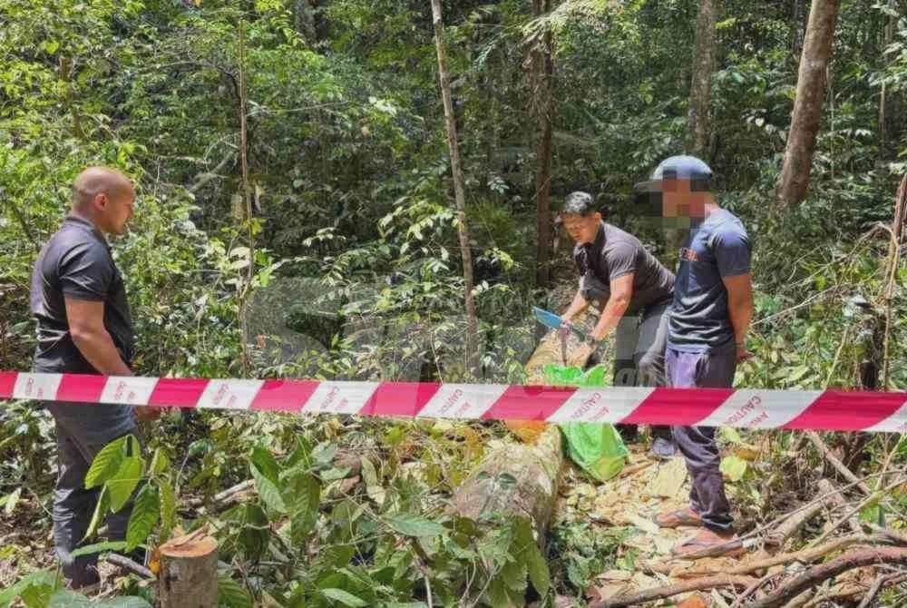 Image from: [VIDEO] Lelaki Kemboja diberkas tebang pokok gaharu di Taman Botanikal