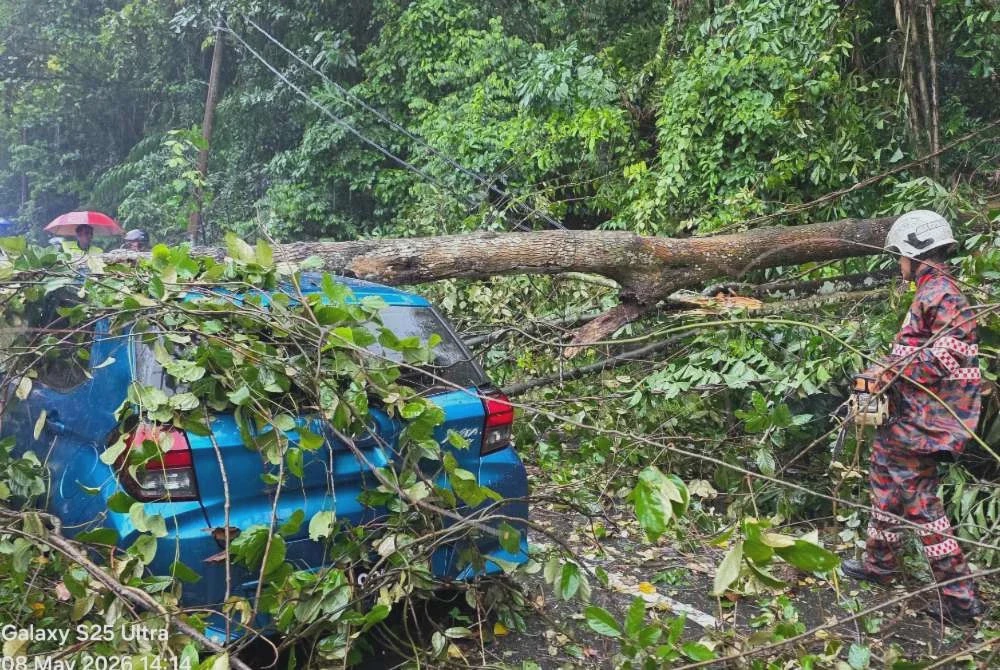 Image from: Lelaki nyaris maut dihempap pokok tumbang