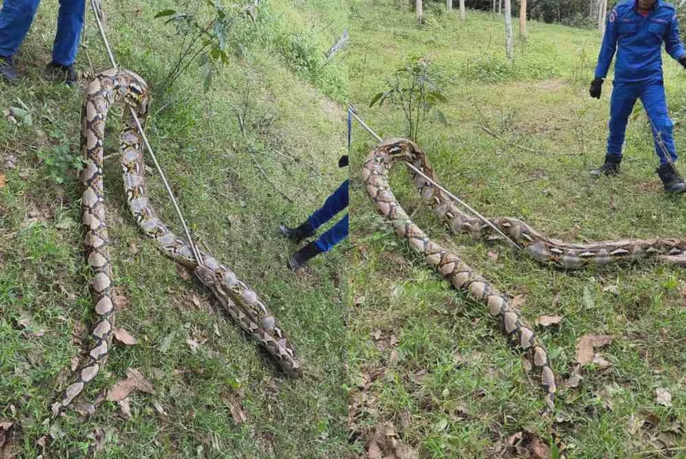 Image from: Ular sawa besar di kebun getah