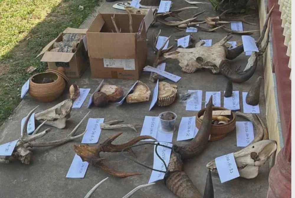 Image from: Bekas renjer hutan ditahan miliki hasil hidupan liar bernilai lebih setengah juta