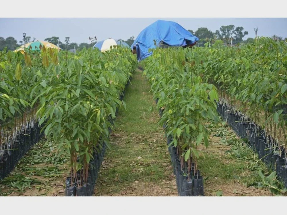 Image from: Perkukuh ekosistem getah, sasar kemakmuran pekebun kecil