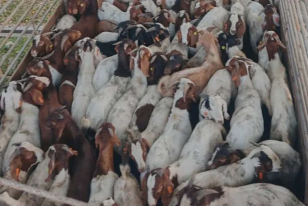 Image from: Cubaan seludup 101 kambing 'korban' gagal