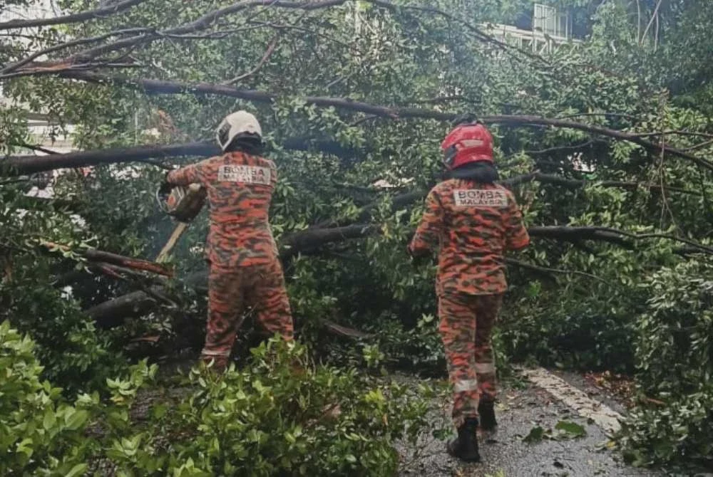 Image from: Lima kenderaan rosak dihempap pokok