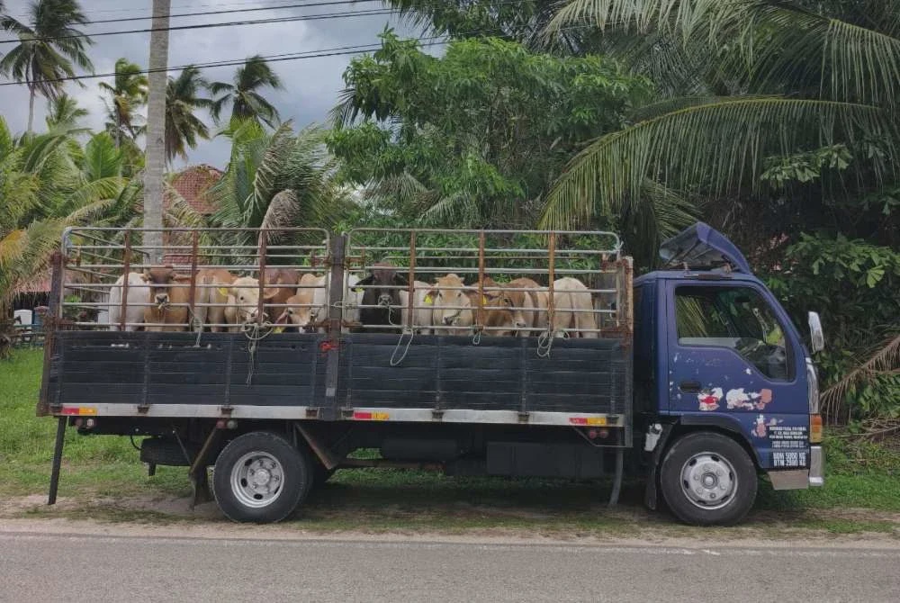 Image from: Lembu korban 'dicekup' PGA