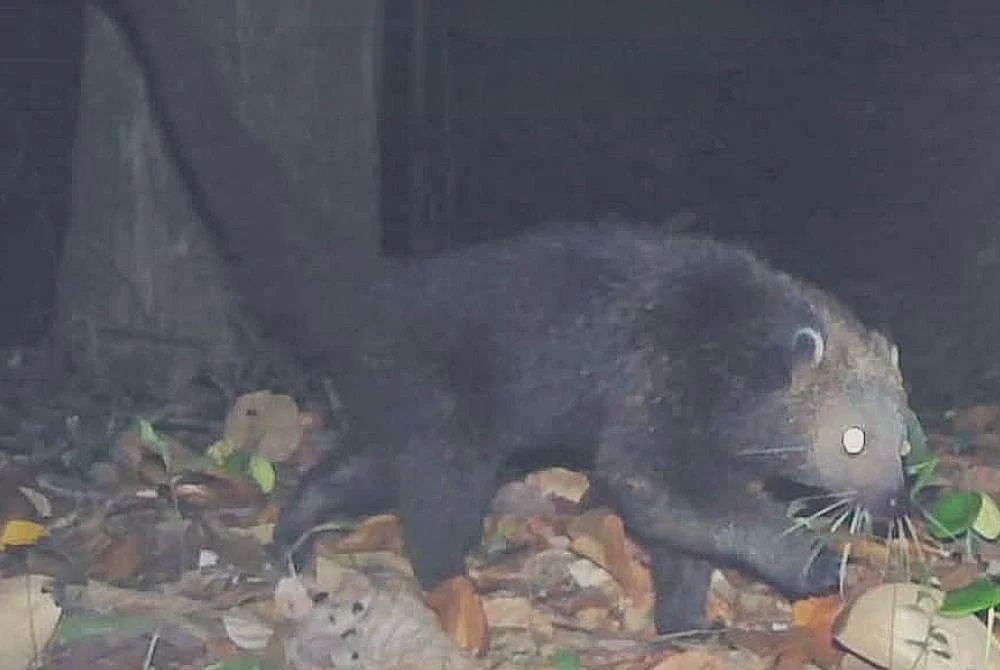 Image from: Binturong jadi sasaran pemburu haram