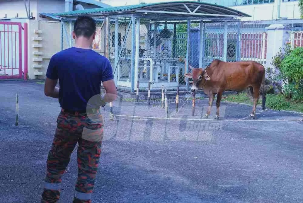 Image from: Karangkraf teruskan tradisi, hayati ibadah korban