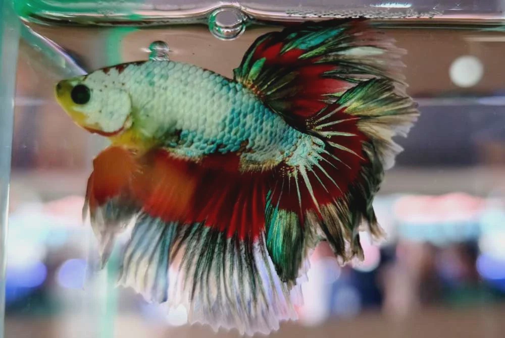 Image from: Industri ikan hiasan Kelantan jana RM8 juta