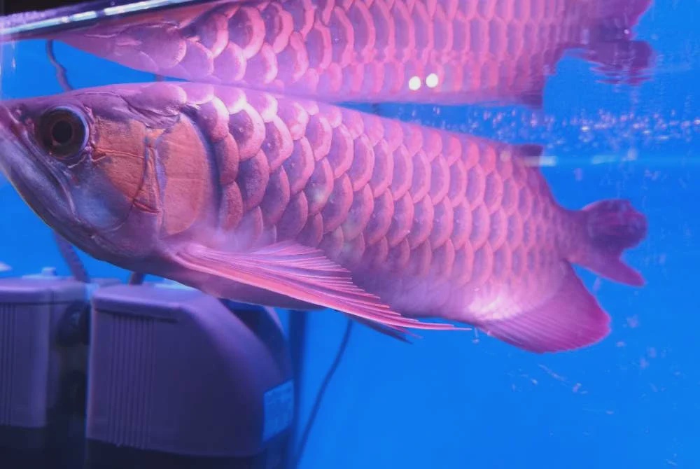 Image from: Industri ikan hiasan Kelantan jana RM8 juta